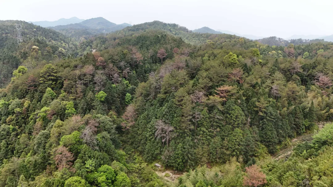 连城：“林药”共生长  青山变“金山” (5).jpg