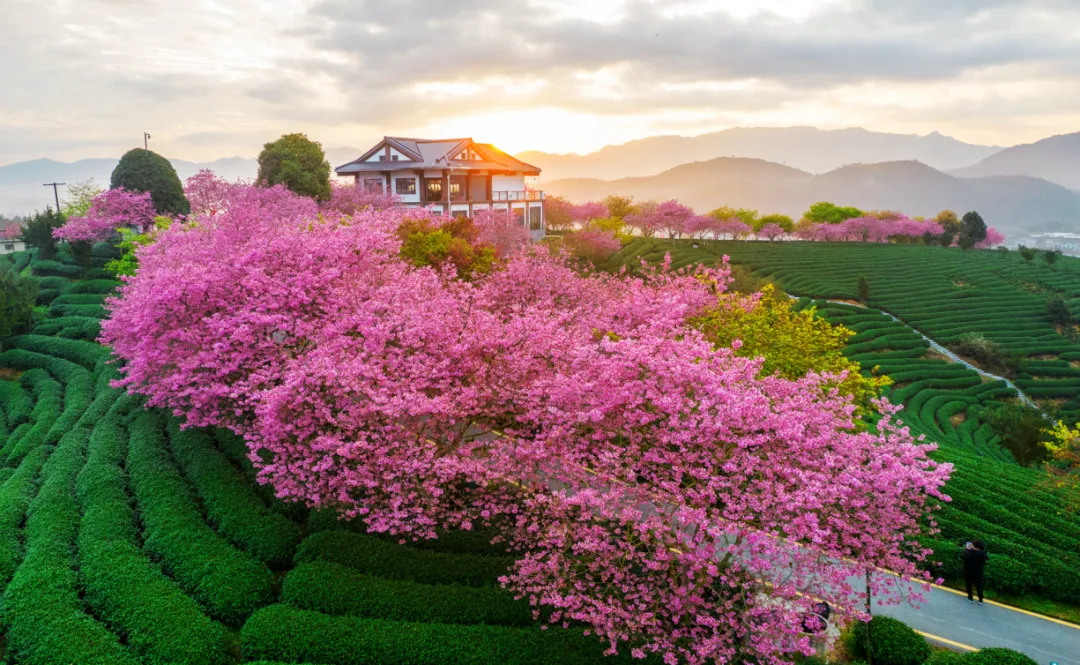 漳平永福樱花茶旅景区 黄振明摄影.jpg
