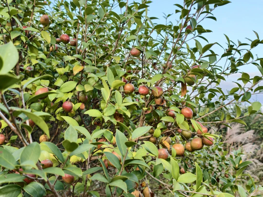 【扎实推进乡村全面振兴】连城罗坊千亩油茶迎丰收！全县产值超1000万元！