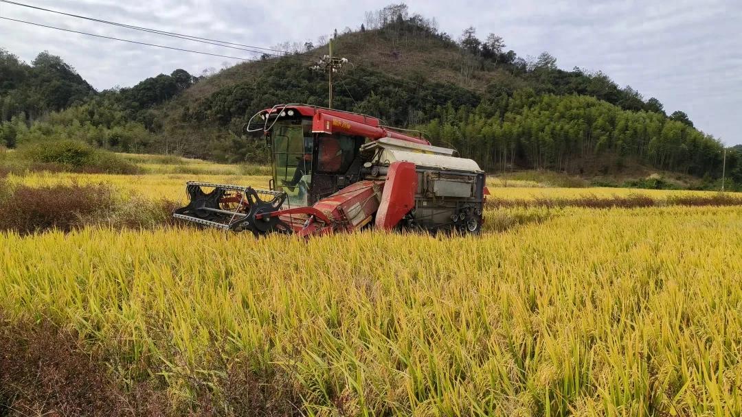 连城：农机助力超10万亩晚稻“丰收加速度”