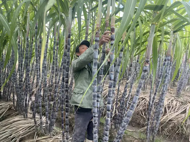 连城“蔗”里大丰收！现在“砍一刀”，领走你的专属甜蜜！