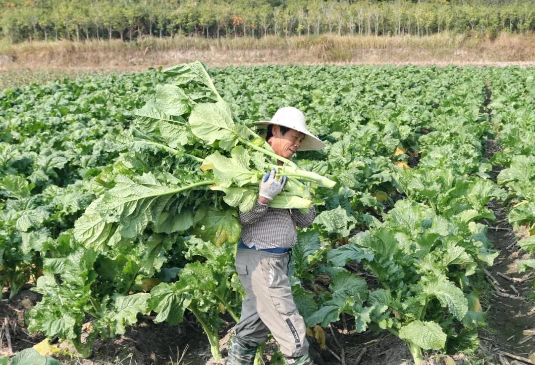 连城：“冬闲田”结出“致富菜” 一村一品奏响增收新乐章