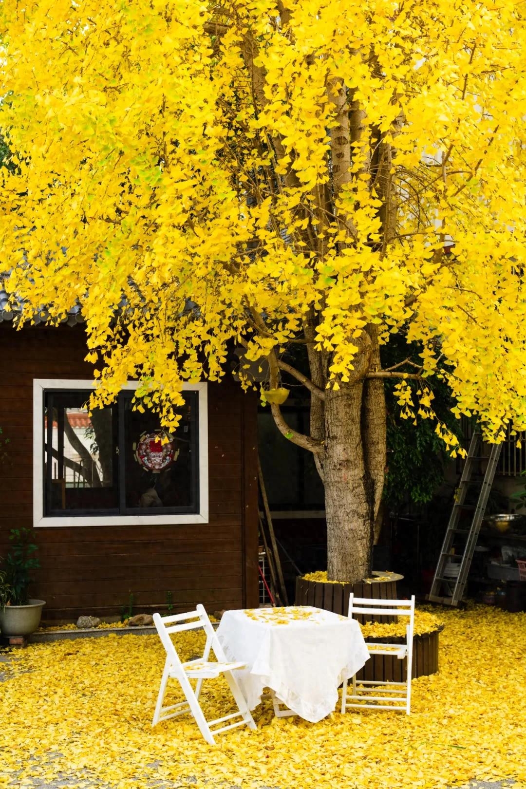 连城超美银杏快来打卡，错过等一年
