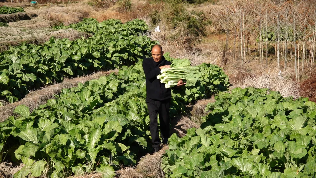 【奋勇担当 决战决胜“十四五”】山海同心结硕果 对口合作谱新篇——连城与越秀、增城携手绘就高质量发展画卷