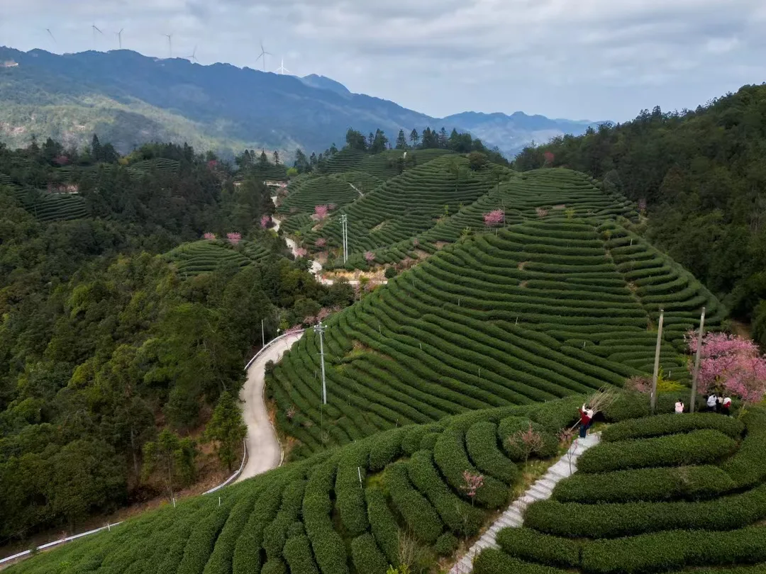 数字茶香漫高山 网络直连两岸情——赖源乡以网络全覆盖激活茶产业发展新动能