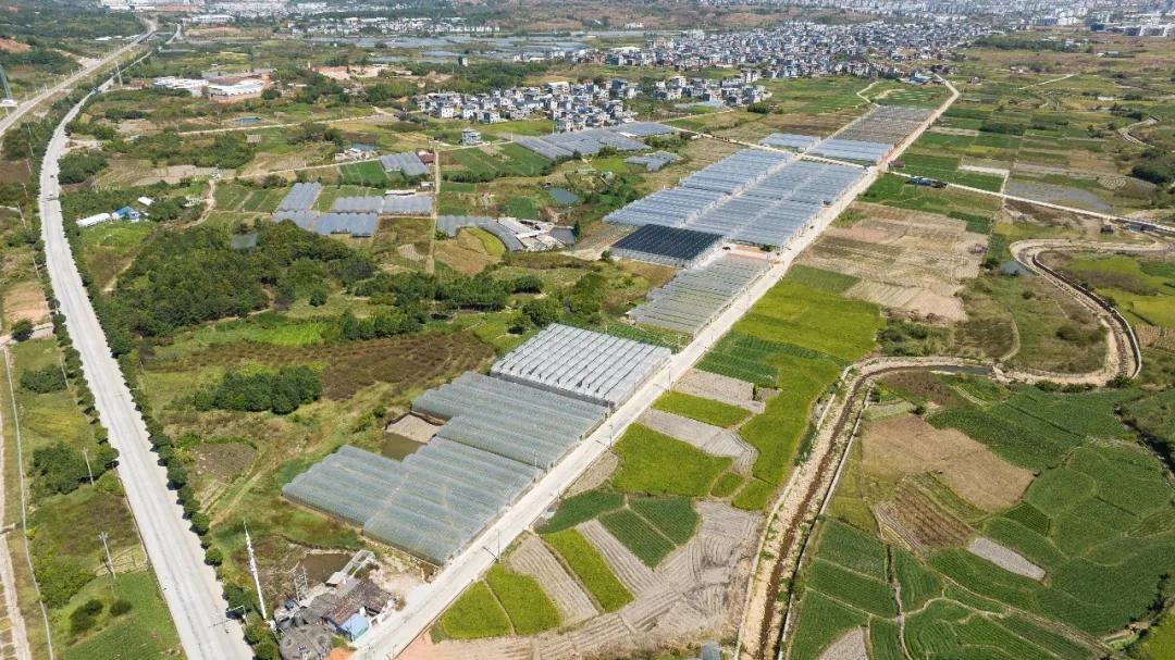 加工产值突破110亿，福建连城“小地瓜”育成“共富薯”！