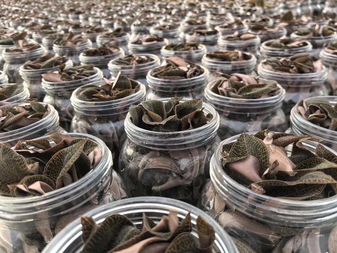 连城：金线莲出货忙 迎春节销售旺季