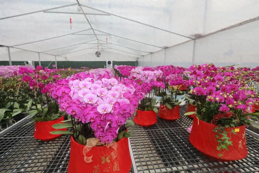 连城：优服务驱动项目提速 蝴蝶兰俏销年宵花市