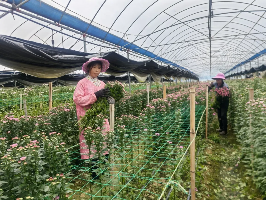 【扎实推进乡村全面振兴】连城：菊花飘香绽放 清明时节热销