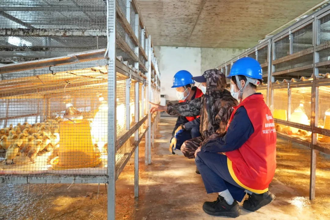 【我为群众办实事】连城：电力服务护航白鸭孵化育雏