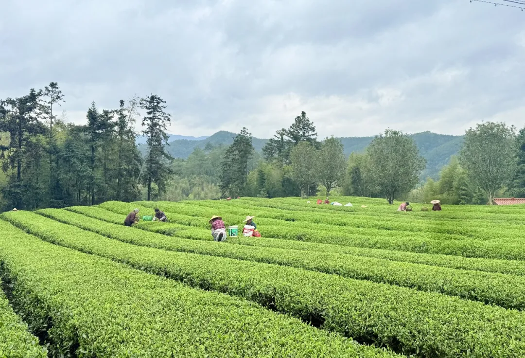 连城科南：富硒早茶香漫山 一村一品绘振兴