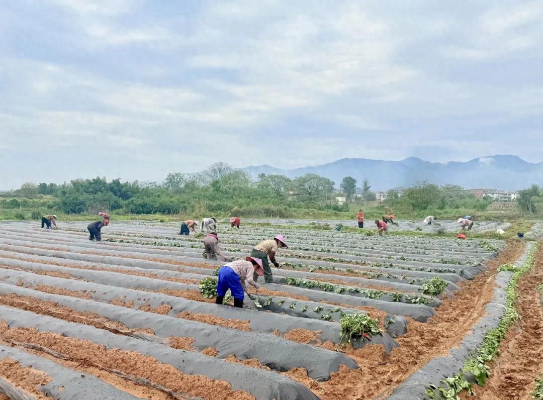 【在希望的田野上】连城：不负好春光 地瓜春种忙