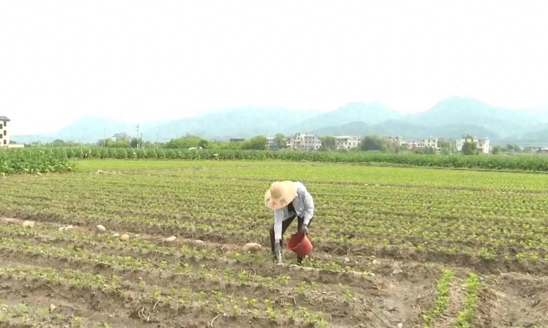 【扎实推进乡村全面振兴】连城文亨：富硒红衣花生铺就富民路