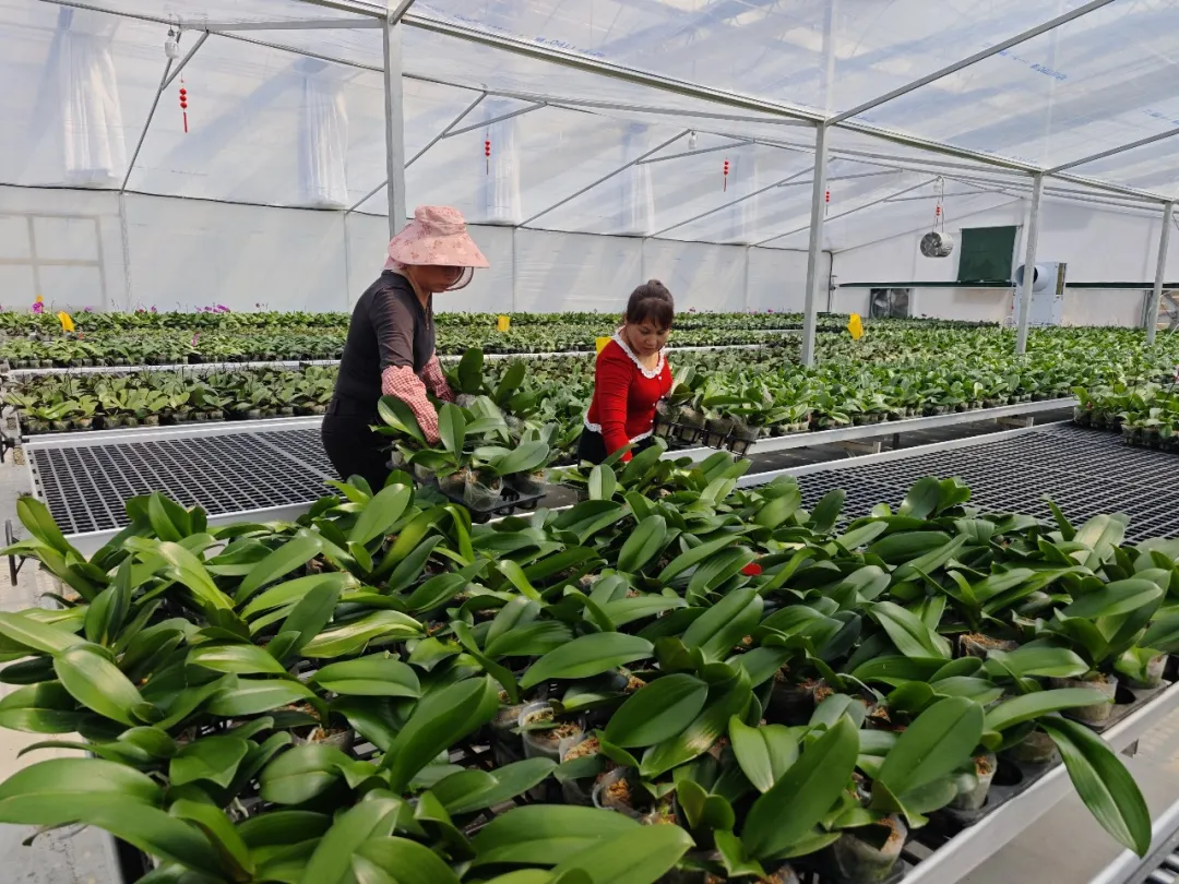 【扎实推进乡村全面振兴】连城莒溪：蝴蝶兰开出乡村振兴“致富花”