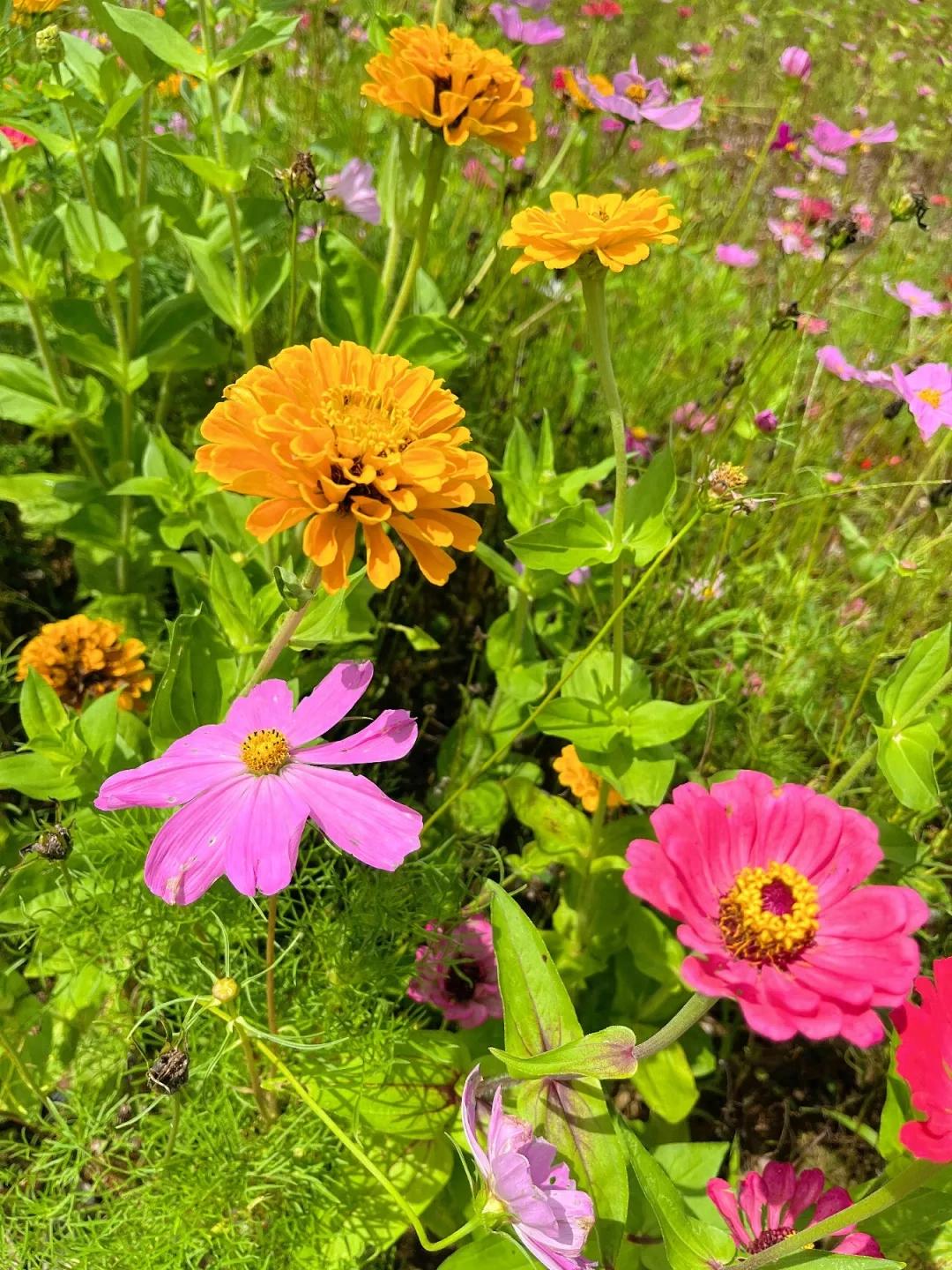 繁花映基地 夏日好风光 连城闽台棒球基地花海盛放