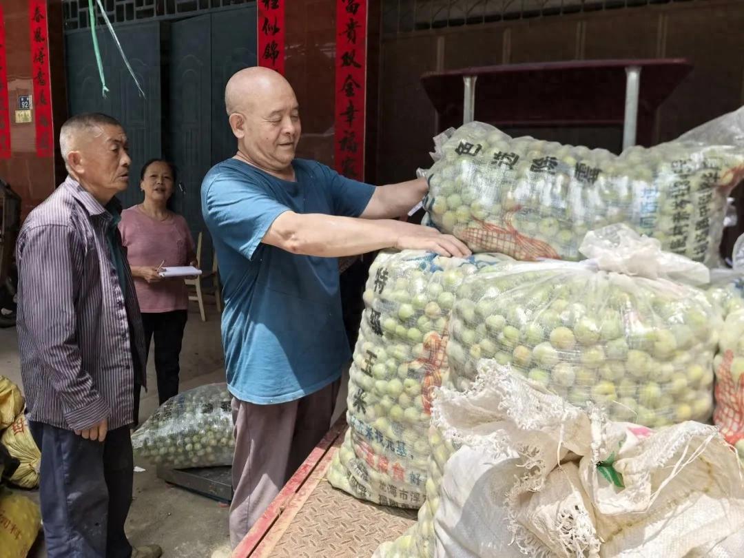【扎实推进乡村全面振兴】四堡：芙蓉李青果销售忙 全链条产业助农增收