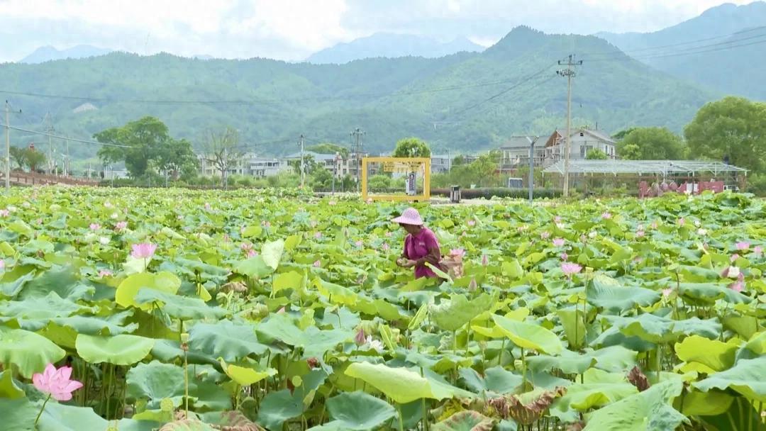 连城庙前：百亩白莲迎丰收 采收加工铺开致富路