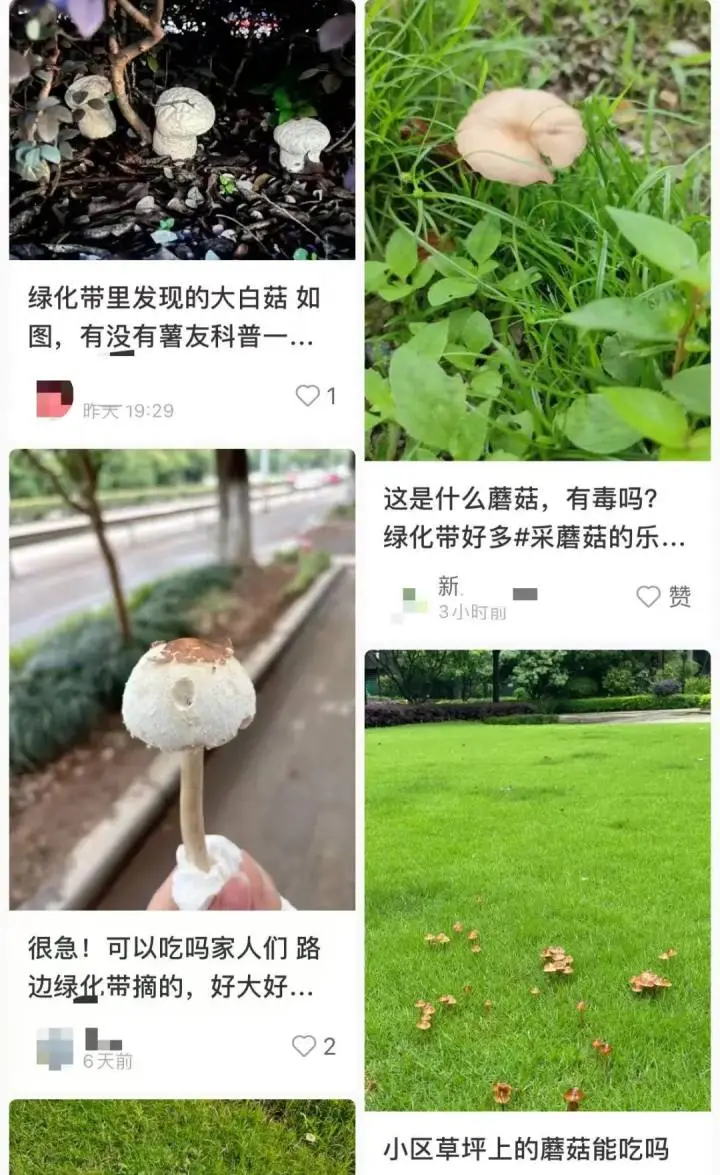 一家6口进ICU，其中5岁孩子病危！采蘑菇要提防“致命陷阱”