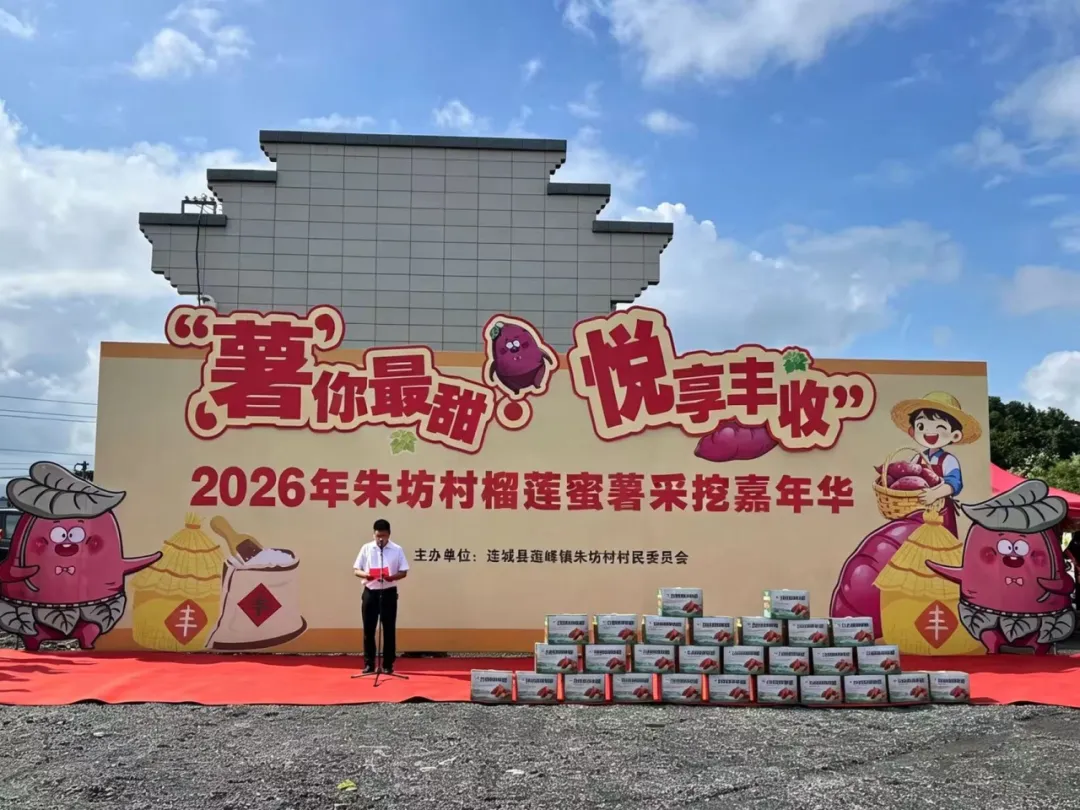 连城莲峰：榴莲蜜薯喜获丰收 农文旅融合助振兴