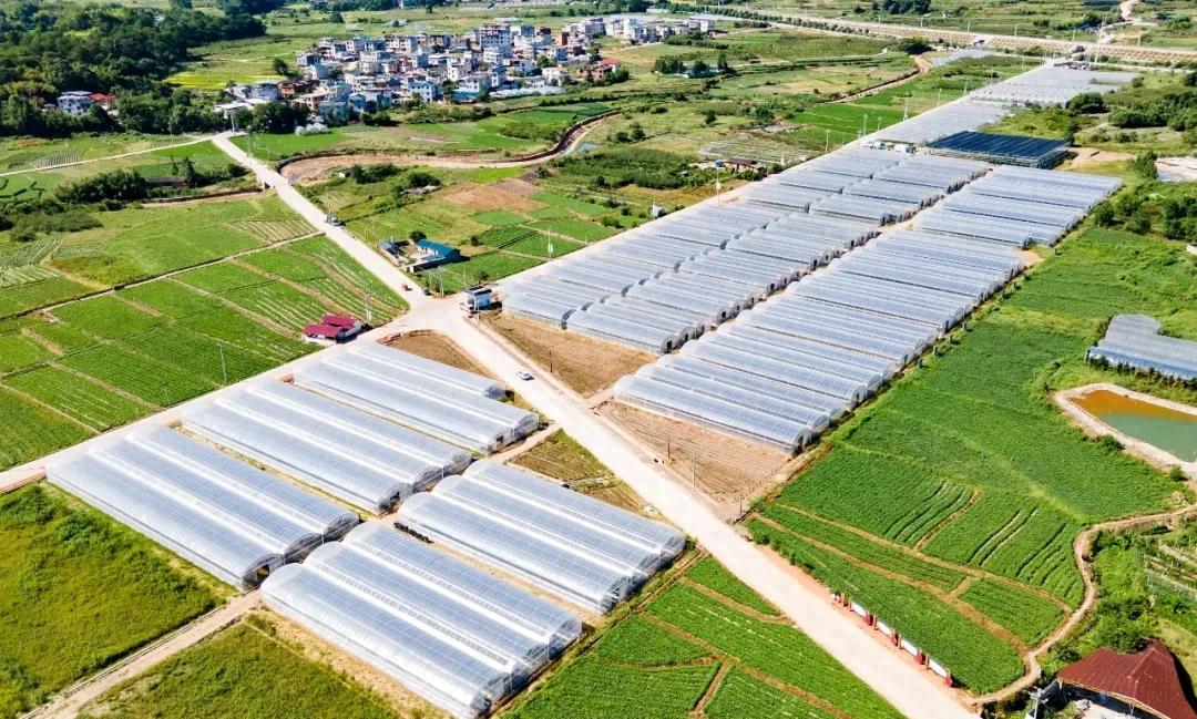 一张信用名片 激活百亿薯链——龙岩以金融创新赋能特色农业发展
