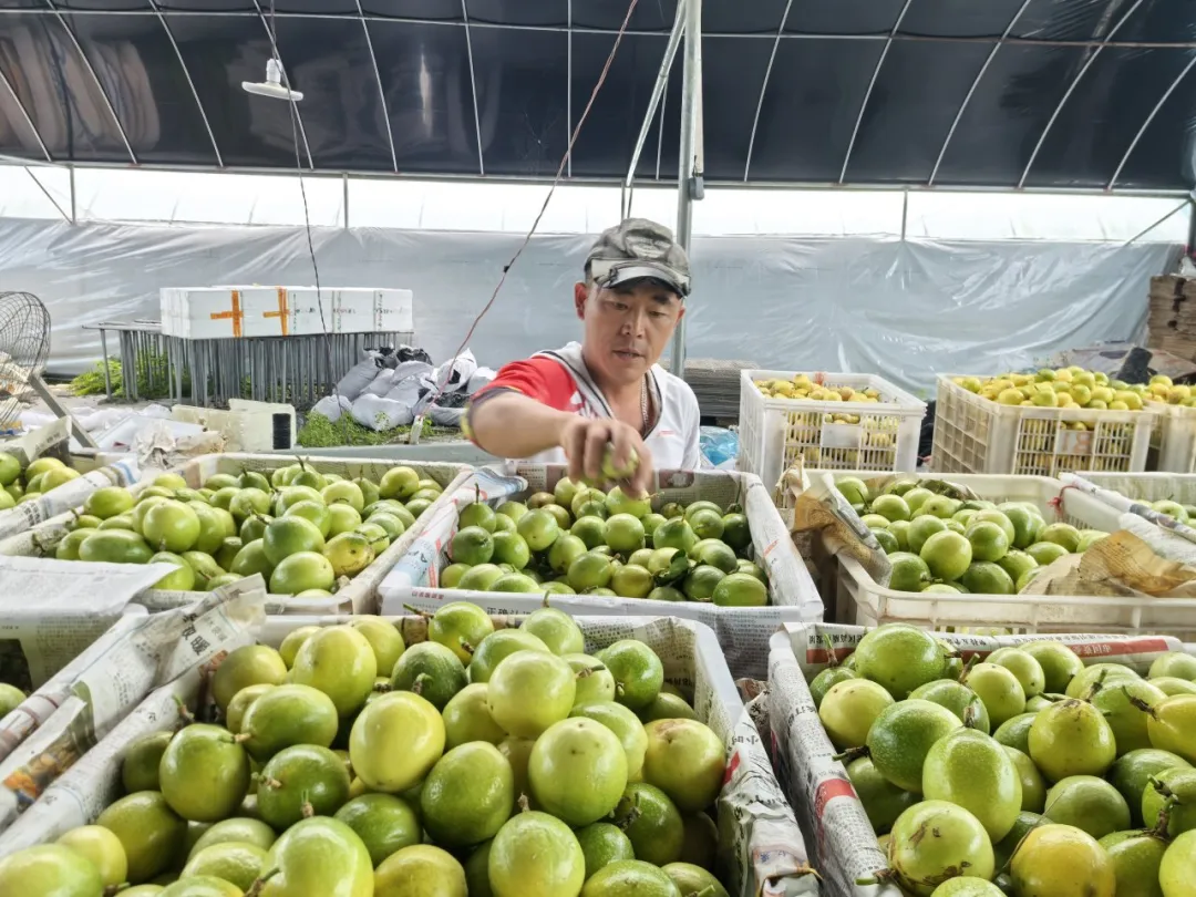 连城姑田：多元种养结硕果 瓜果飘香促增收